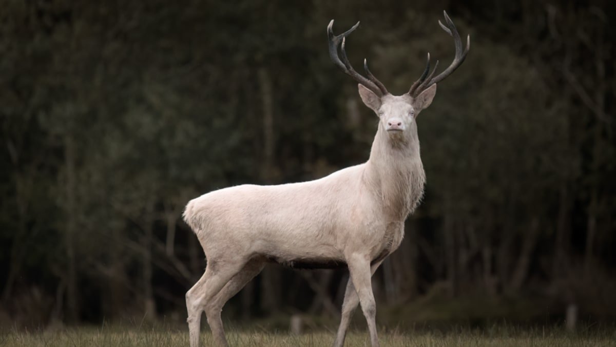 Photographer's 'awe' at rare albino stag encounter