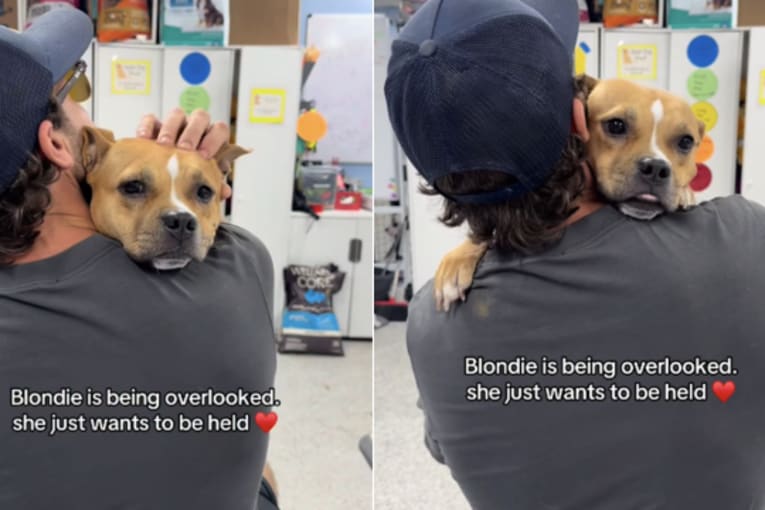 Rescue dog gets overlooked when all she wants is to be held close in a comforting embrace