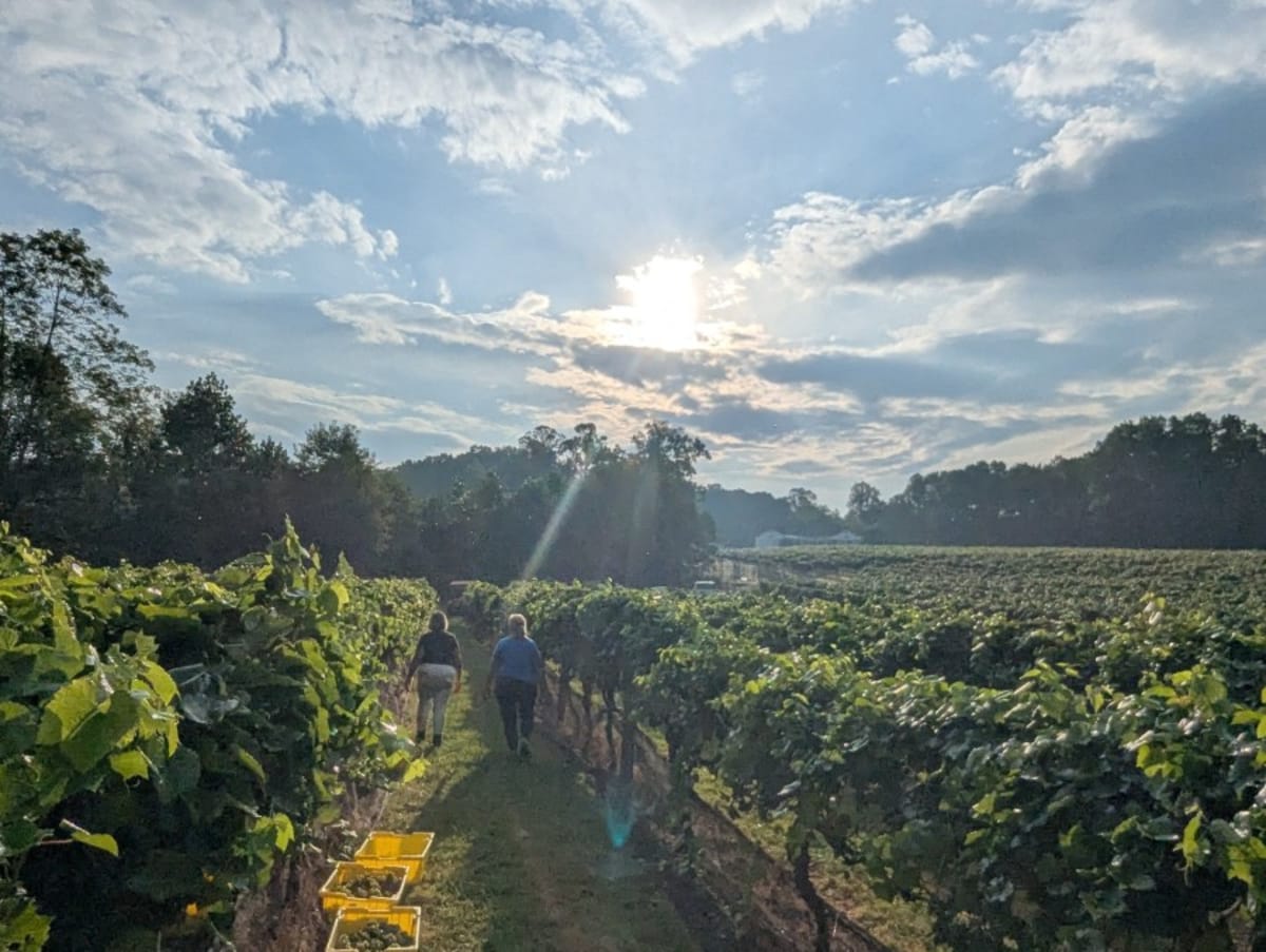 Virginia wineries hit by spring frosts eligible for grape loss waivers