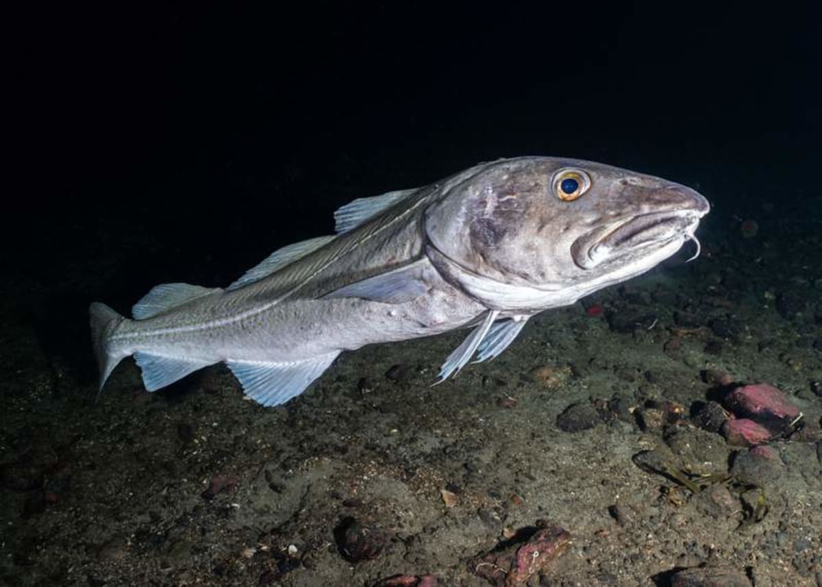 Fish survived the Arctic during the Ice Age, but warming brings a new ...
