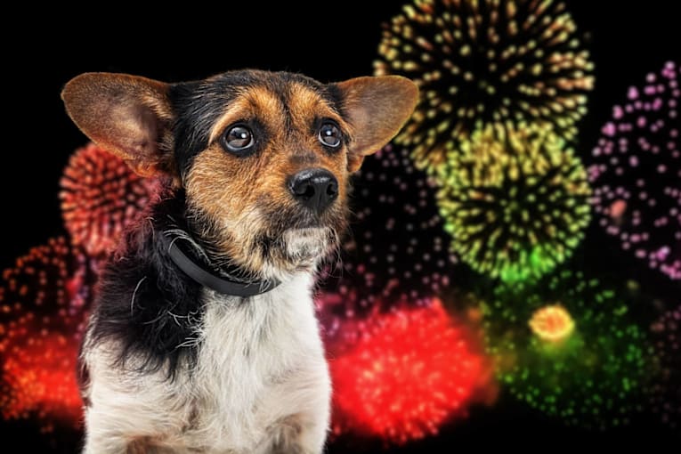 Expert tips: How to comfort your dog during fireworks this July 4