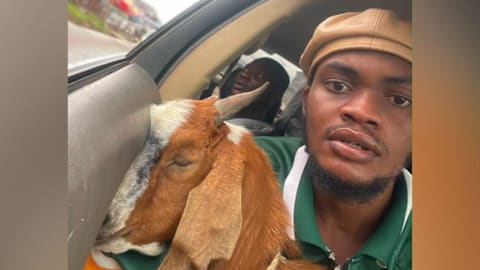 The goat is now a celebrity: How this graduation gift went viral
