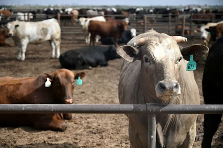 Trump says he will look at beef processing regulations, as farmers fight tariff plan