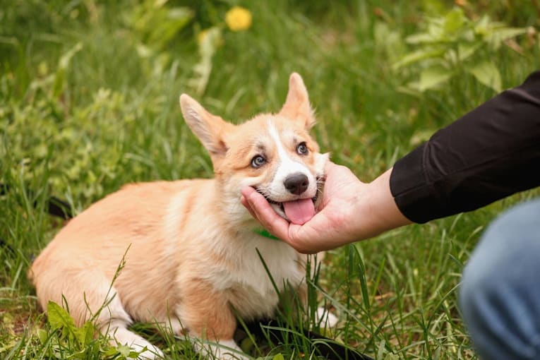 7 ways your dog shows affection that aren't tail wags, say trainers