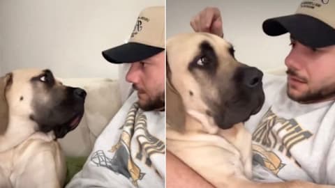 Dog hilariously burps directly in Dad's face while he's trying to lecture her about respecting his personal space