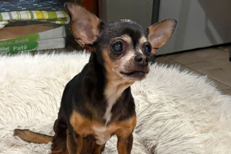 Dog reunited with owner after 12 years: 'The stars aligned for this'