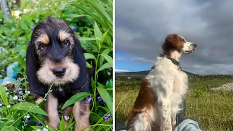 15 dog breeds that almost went extinct but somehow survived