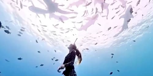 Diver reveals 1 thing you should never do when in close proximity to sharks