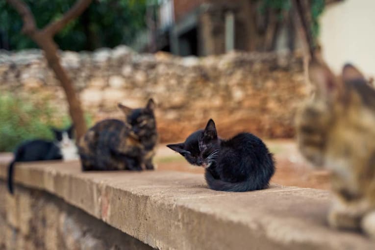 Mama and Kittens ‘Fall From the Sky’ Into Rescuer’s Life — and It Feels Like Magic