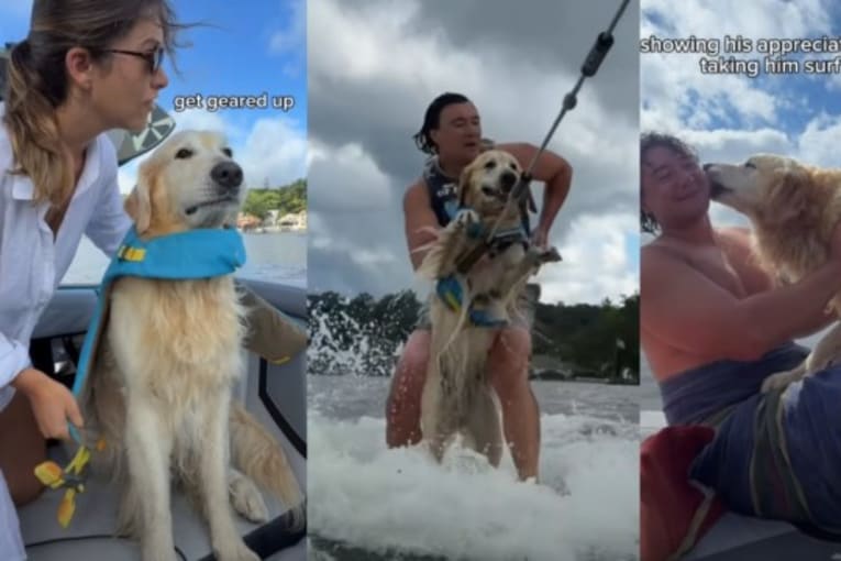 Golden retriever perfects the art of 'air swimming' on fun wakesurfing adventure