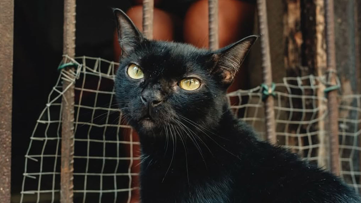 その他 CATS BLACK
