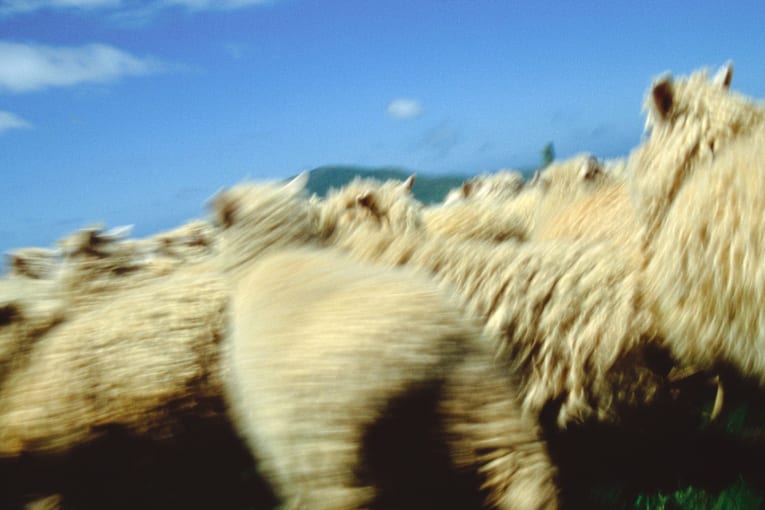 Thousands of sheep went on a nighttime stampede 138 years ago. We still don't know why