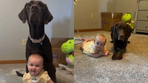 Dog teaches toddler lessons with a little help from  her mom, then gets a sweet treat as reward