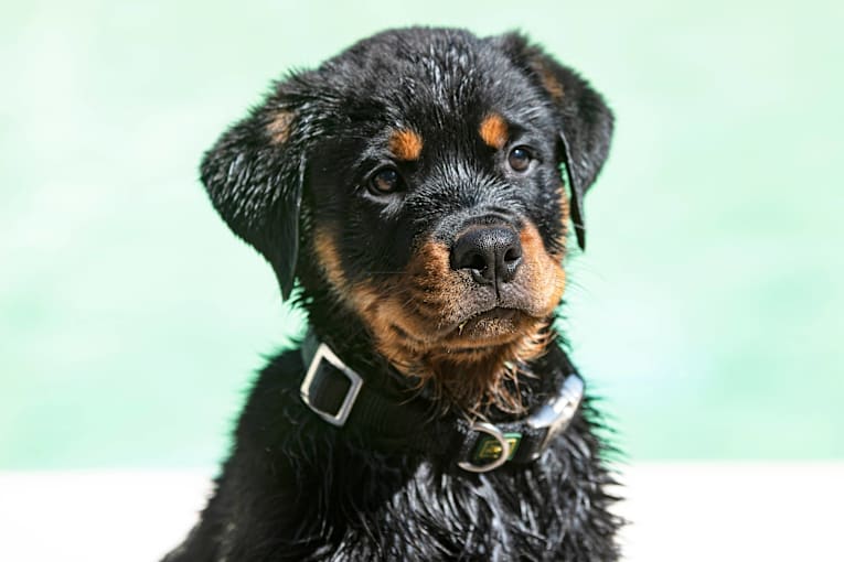 Rottweiler puppy's first swim is true cuteness overload