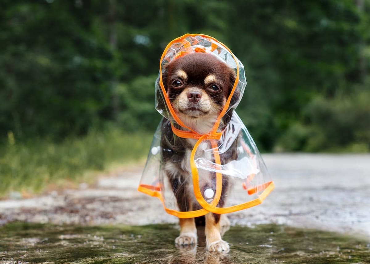 New Photo - The 30 most popular small dog breeds in America, based on data