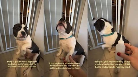 Foster dog demands mandatory paw hold from mom before taking medication