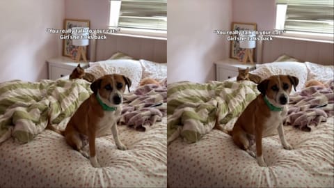 Cat’s sassy showdown with mom leaves unexpected family member caught in the middle