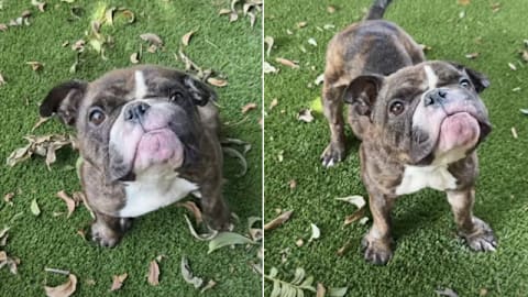 Rescue dog starts a new chapter after medical problems leave her body 'all a mess'