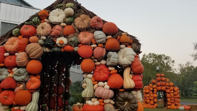 Fall Festival Guide: What to do around town as the weather cools down