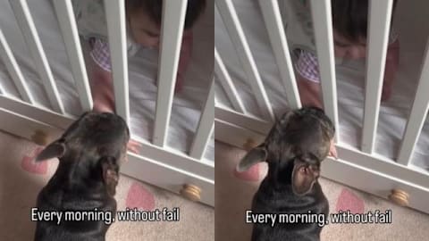 Dog greets baby every morning without fail, like their routine is the best part of her day
