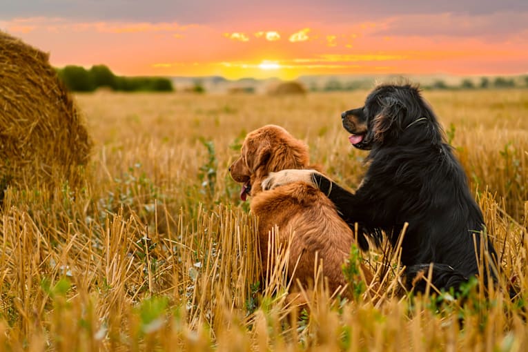 Great Pyrenees mix who prefers being alone has 1 exception: His adorable girlfriend