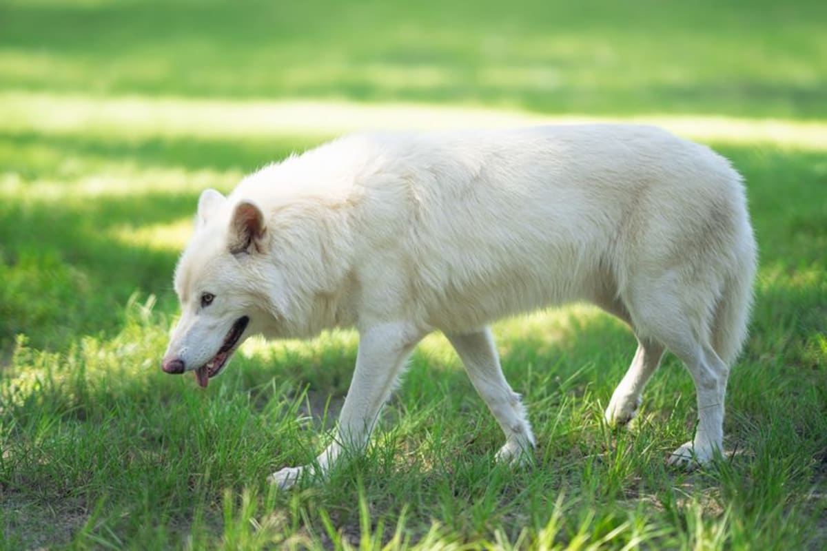 Colossal’s first gene-edited wolves turn 2 as company reports on health