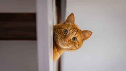 Your cat knows exactly where you are in the house without ever seeing you &mdash; here's how