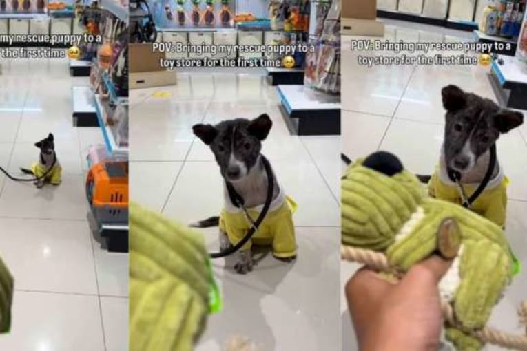 Rescue Puppy Hears a Squeaky Toy for the First Time, Learns Life Is More Than Just Survival