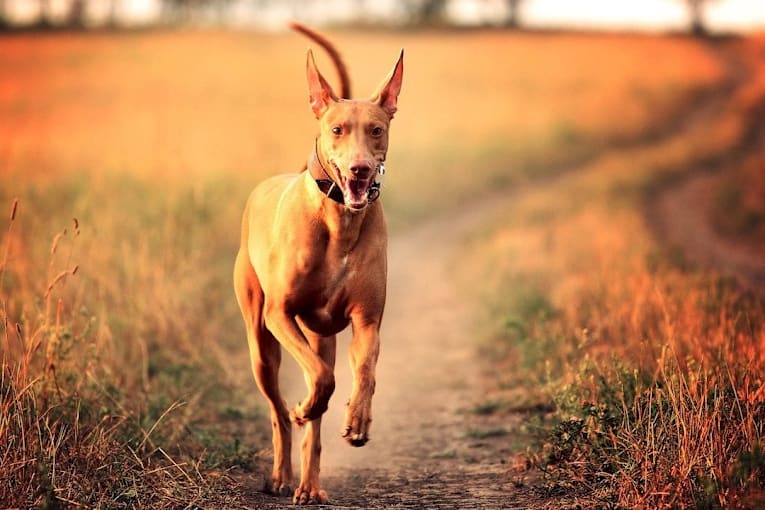 The fastest dog breed in the world, according to data. Plus, see if your dog's breed is one of the 23 fastest.