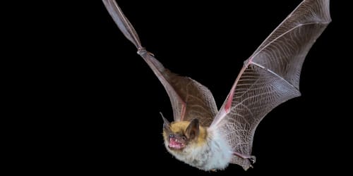 Doctor wakes up to bat in her mouth