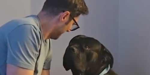 Dog leans in for dad’s face kisses hoping the rules have changed