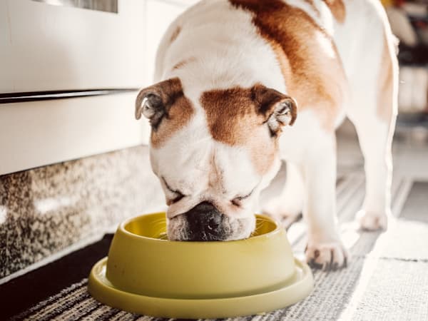 Dog food sold nationwide recalled for serious choking risk after being 'fraudulently diverted'