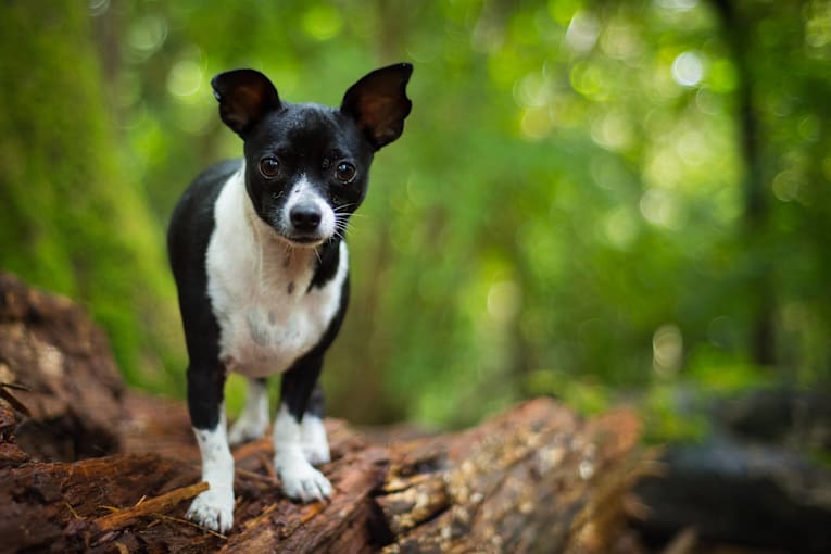 Terrier-Chihuahua mix spots pet rats in the house and immediately declares a threat