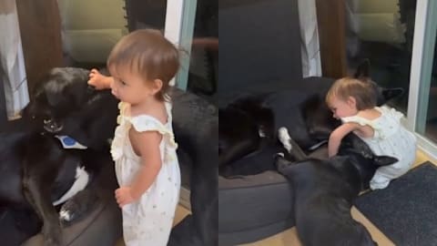 1 tiny toddler somehow becomes the fun police for the dogs and they don&rsquo;t even mind
