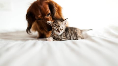 Tabby Cat Holds Onto Longhaired Dachshund and Never Wants To Let Go