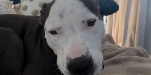 Dog tries her new healthy treat. Her expression says she'd like the old menu back