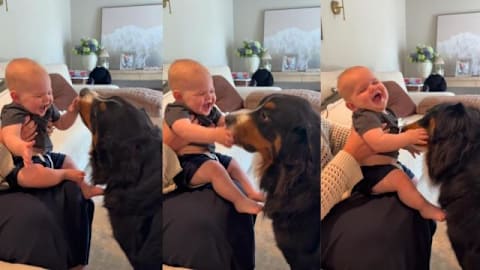 Family dog makes baby giggle nonstop with sweet little kisses