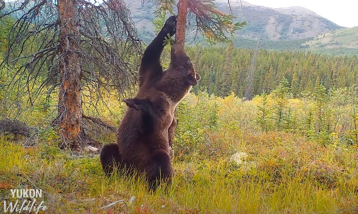 New Photo - ‘Dancing’ grizzly bears break out the moves, but cub is clear winner