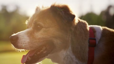 Chris Evans celebrates &lsquo;undying friendship&rsquo; with rescue dog Dodger in new campaign