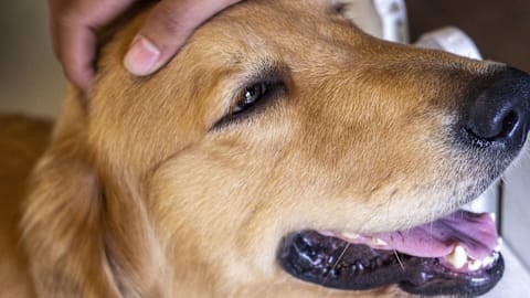 Golden retriever sees an unexpected animal at the vet and can't believe his eyes