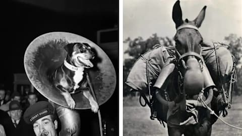 14 vintage photos of military working animals through the decades