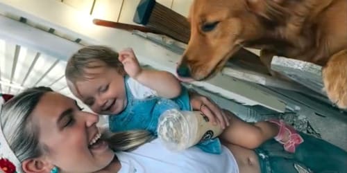 Golden retriever waits at fence for toddler and mom to come home, just to greet them like this
