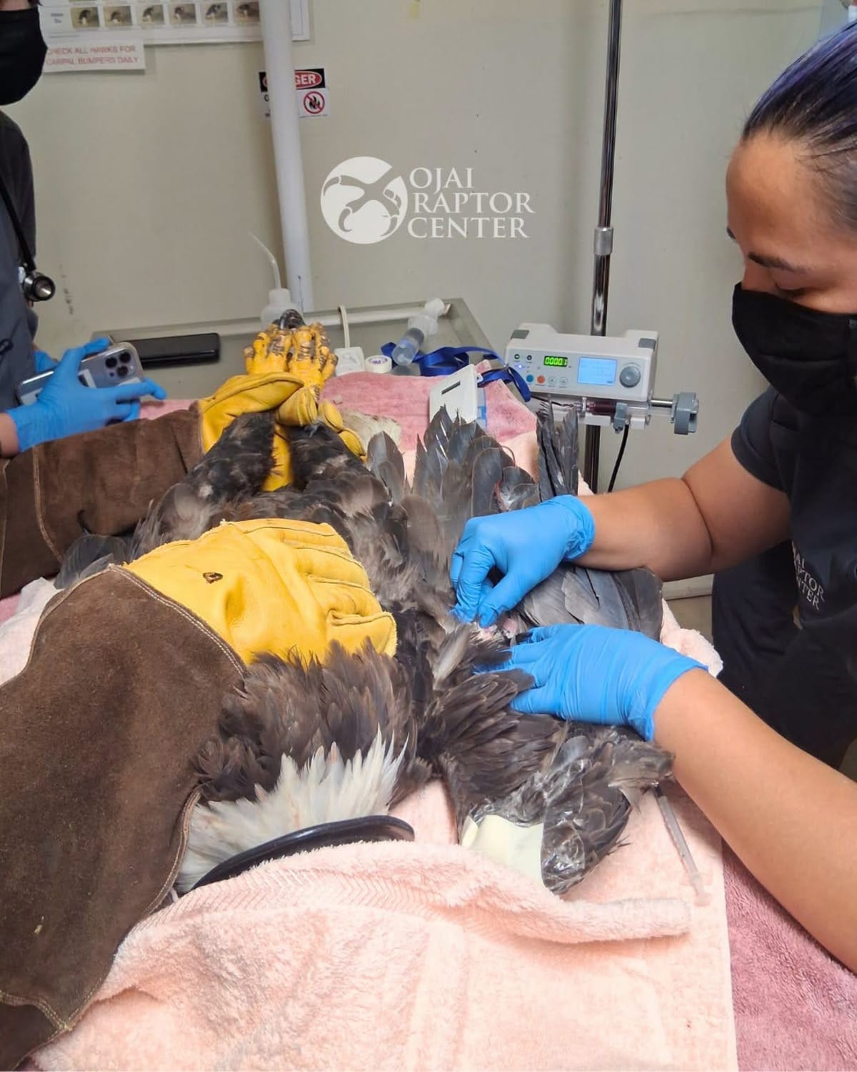 Jackie the bald eagle remains critical but shows improvement - AOL