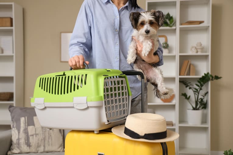 AVMA veterinarians offer tips for smooth travel with pets this season