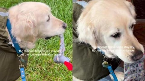 Senior dog carries the one toy that helps him stay brave on the rainiest days