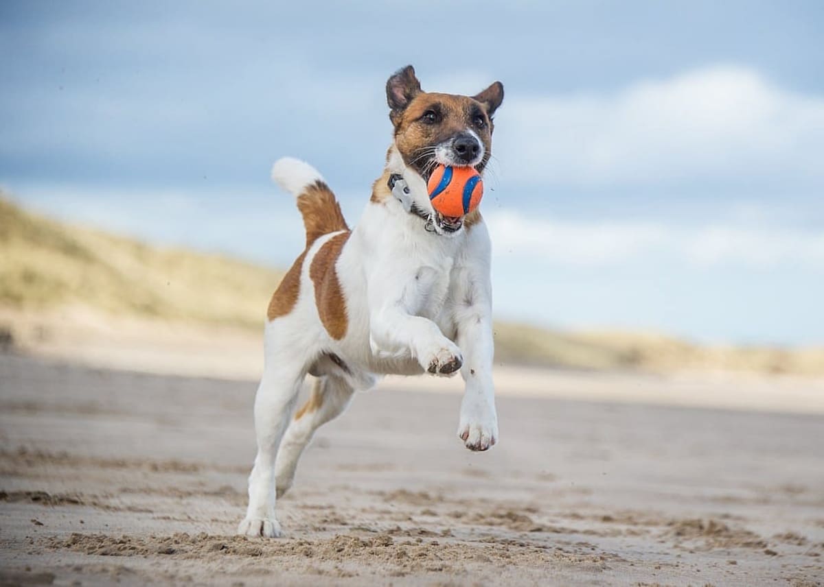 25 dog breeds that no one wants anymore, according to American Kennel Club data