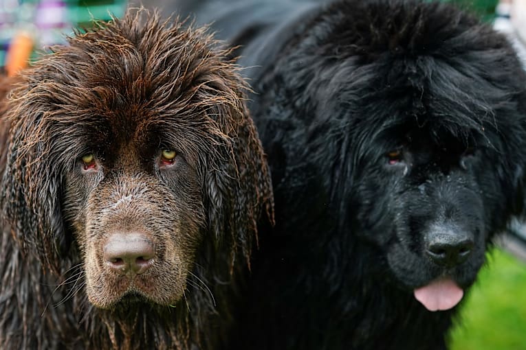 Best pictures of the wondrous, water-loving Newfoundland dogs