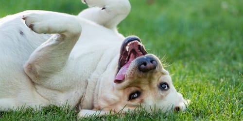 7 dog breeds that stay puppy-like for life, according to experts