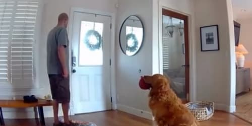 Watch golden retriever pester home intruder to play during break-in