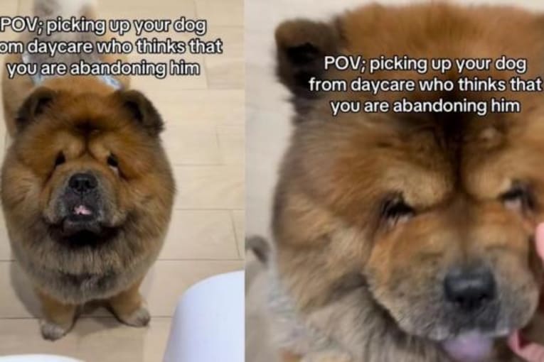 Dog thinks human 'abandoned' him at daycare, then freezes in disbelief when she comes back for him